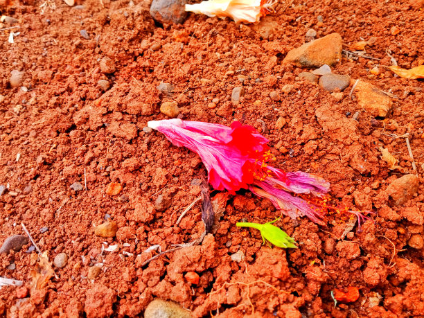 红土作为物体图片下载