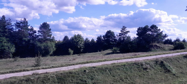 傍晚森林夏季景观。美丽的森林景观在晚上的照片。图片下载