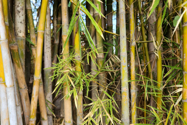 一组排成一排的竹子树干的特写照片图片下载