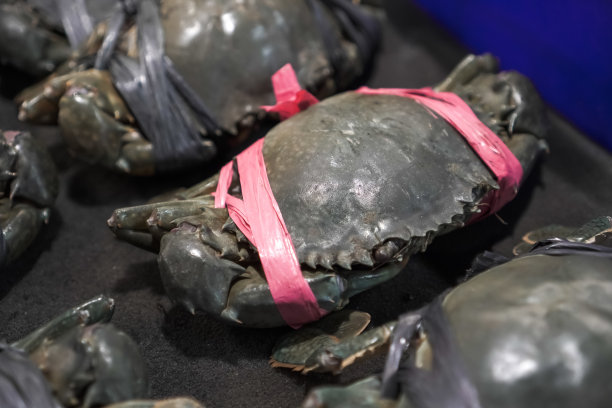 近距离照片的新鲜活淡水泥蟹出售排列在集装箱盒内展示。渔民捕获的鱼。整体健康食品的概念，营养，欧米茄-3，动物蛋白，海鲜。图片下载