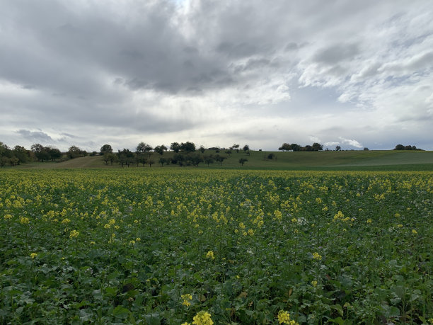 德国阴天的秋天，油菜籽地里的黄色油菜花。地平线上有树和灰色的天空。水平的照片图片下载
