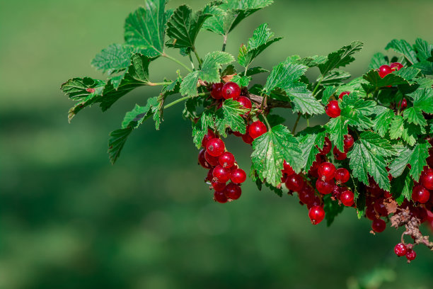 花园里的红醋栗图片下载