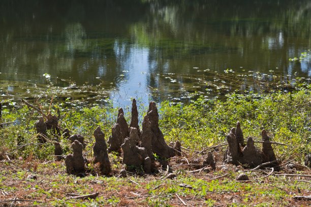 秃柏树的膝盖结构突出在休斯顿，德克萨斯州的一个淡水湖的边缘。图片下载