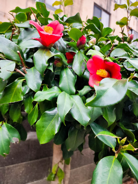 山茶花盛开图片下载