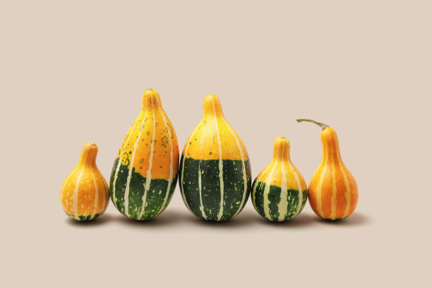 装饰南瓜米色背景。极简风格的唯美照片，时尚的秋季概念，万圣节和感恩节假期。迷你葫芦或南瓜，颜色柔和，秋季蔬菜图片下载