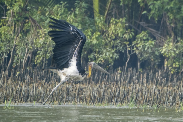 较小的副官是鹳科的一只大型涉禽，这张照片摄于世界上最大的红树林，孟加拉国的孙德尔本斯图片下载