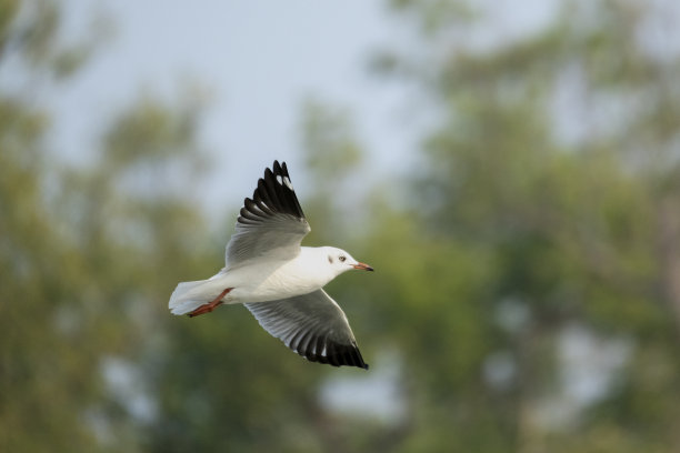 海鸥，或俗称海鸥，是Laridae家族的海鸟，这张照片是在孟加拉国孙德尔本斯世界上最大的红树林中拍摄的图片下载