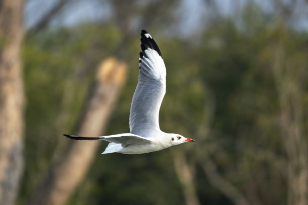 海鸥，或俗称海鸥，是Laridae家族的海鸟，这张照片是在孟加拉国孙德尔本斯世界上最大的红树林中拍摄的图片下载