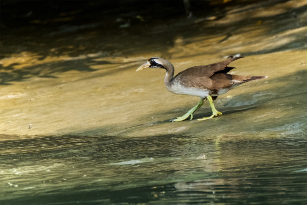 蒙面鳍足或亚洲鳍足，这张照片摄于世界上最大的红树林，孟加拉国的孙德尔本斯图片下载