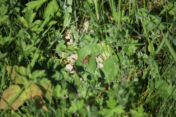 昆虫在德国南部靠近黑森林的巴登韦勒附近探索微观世界图片下载