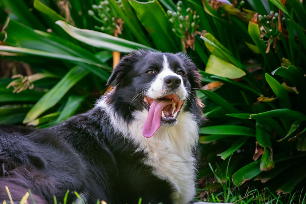 一只美丽的边境牧羊犬躺在草地上的照片图片下载