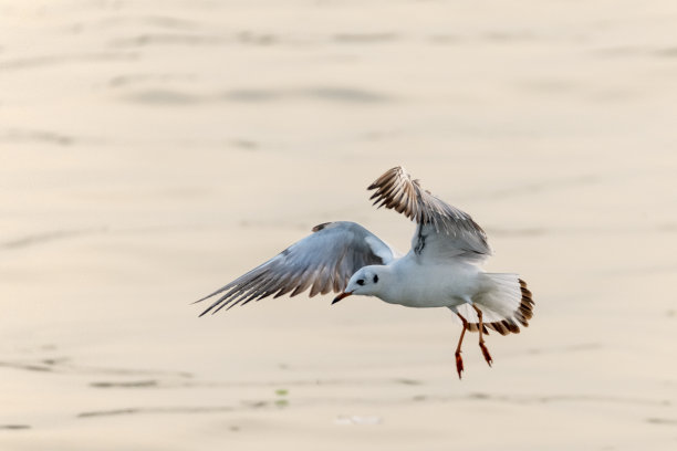 海鸥，或俗称海鸥，是Laridae家族的海鸟，这张照片是在孟加拉国孙德尔本斯世界上最大的红树林中拍摄的图片下载