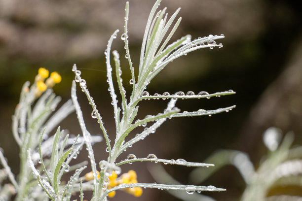 微距照片雨滴在植物图片下载