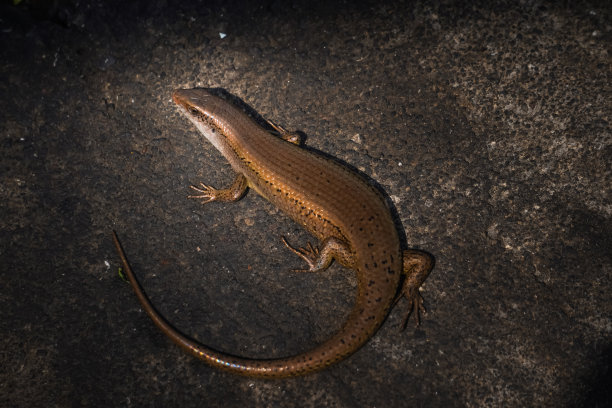 棕色印第安太阳龙的特写照片。普通的花园蜥蜴躺在阴凉的石头地上。Kadal Kebun Rumah。图片下载
