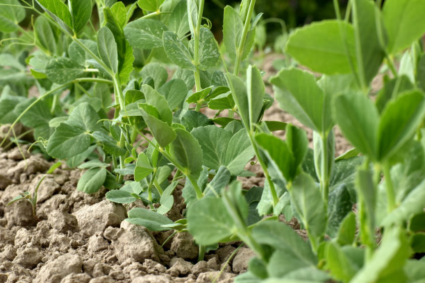 蔬菜园里长着豌豆卷须的圆叶绿芽。图片下载