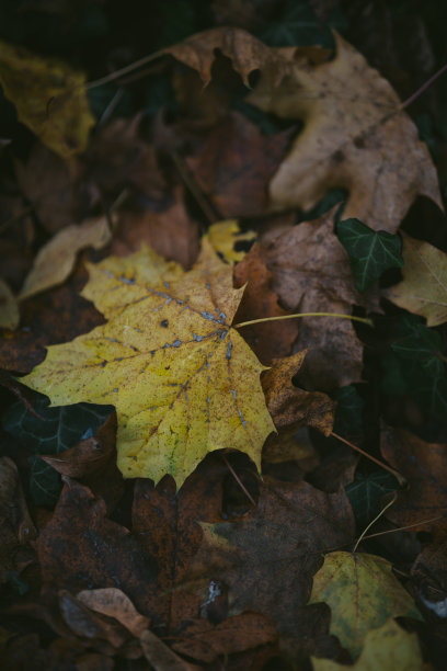 秋天的树叶图片下载