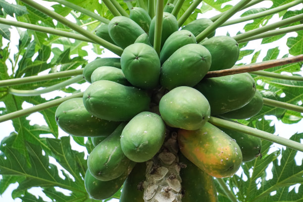 印尼农场健康树上的有机木瓜果实。树上有许多绿色的生木瓜。低角度照片-隔离在白色背景。图片下载