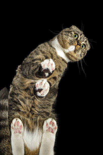 又长又弯的猫摆姿势看着我们。黑色背景的照片，留出文字空间图片下载