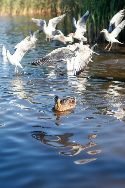 一只棕色的鸭子在水里游泳，许多白色的海鸥在它上面飞翔，垂直照片图片下载