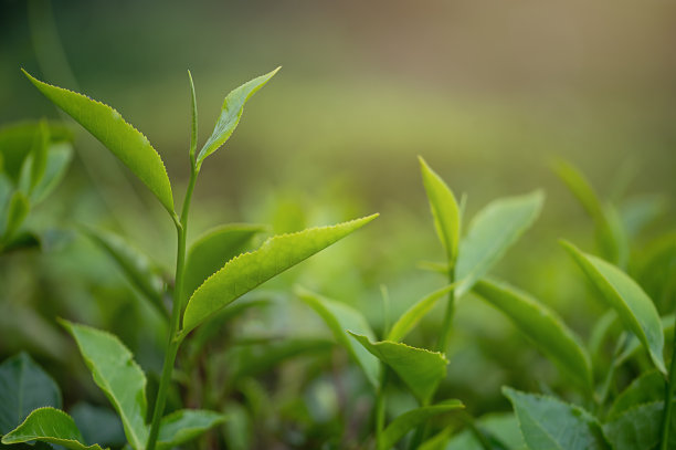 茶园景观特写，阳光图片下载