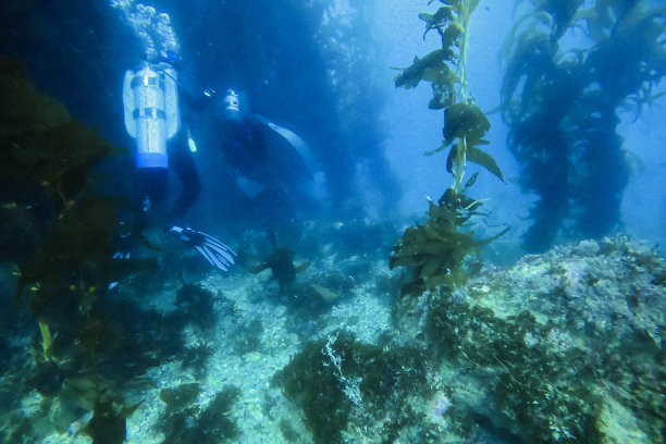 潜水员在海带之间游泳图片下载