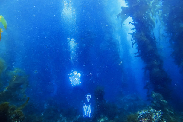 潜水员在海带之间游泳图片下载