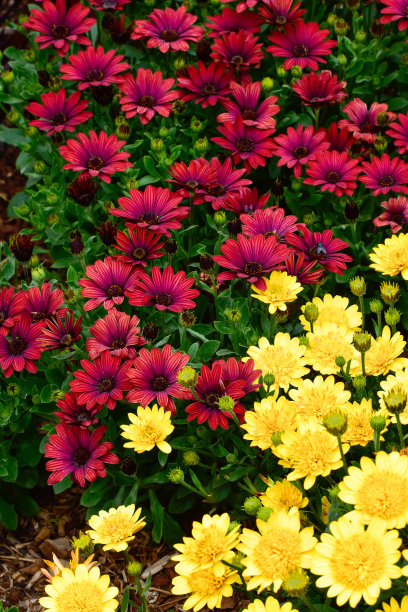 红色和黄色。春天的花图片下载