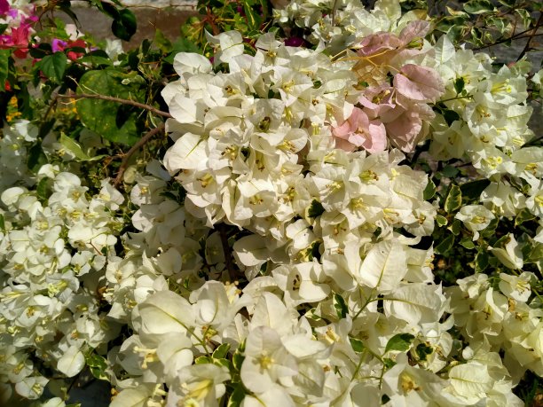在其他植物的背景下，一株白色的三角梅(Bougainvillea)美丽地生长在花园里。一张美丽的白色三角梅花的照片。美丽的白花的照片。图片下载