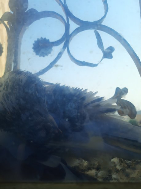 金属框架窗外的鸽子图片下载