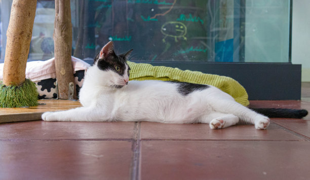 一张猫头朝上躺在地板上的照片图片下载