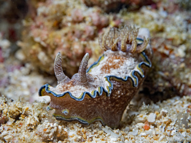 女舌虫(舌虫)图片下载