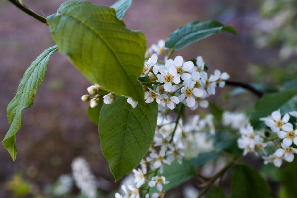 背景从盛开的鸟樱桃，特写。鸟樱花在模糊的背景。开花的樱树，白色的小花。春天盛开的花朵。高质量照片图片下载