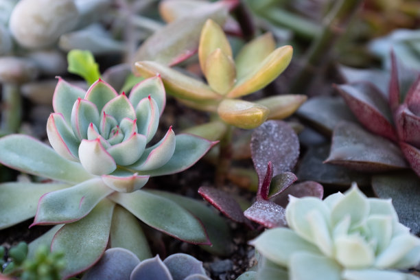 多汁的成分。背景从多肉植物在锅出版，海报，日历，邮政，屏幕保护程序，壁纸，明信片，横幅，网站。高质量照片图片下载