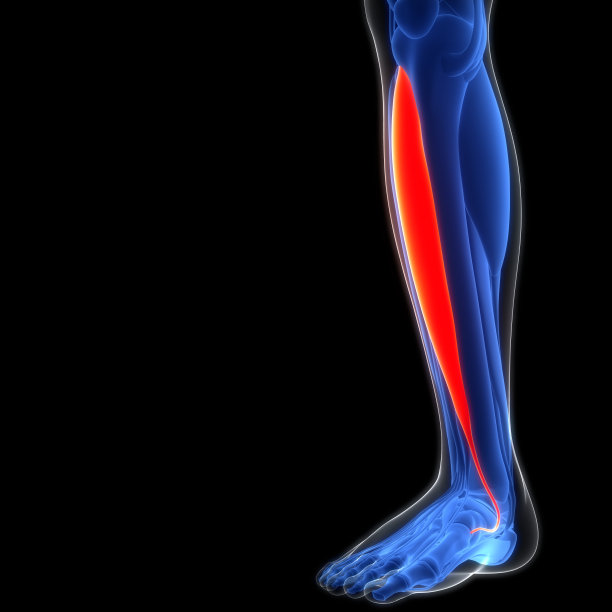 人体肌肉系统，腿部肌肉，胫骨前肌解剖图片下载