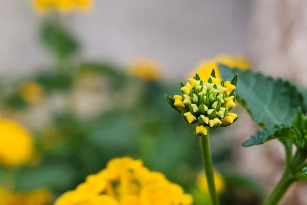 黄色绒球花或灯笼花与绿叶的特写，自然背景照片图片下载