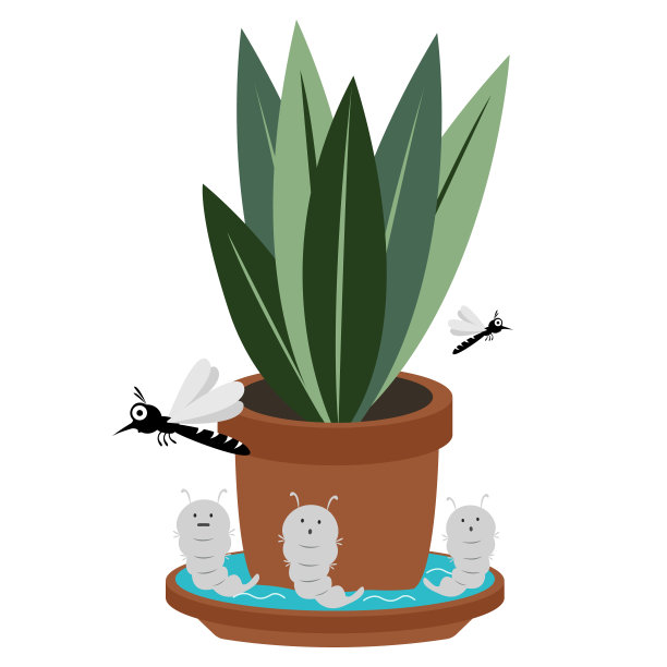 蚊子是登革热和寨卡病毒的携带者。灭蚊概念。图片下载