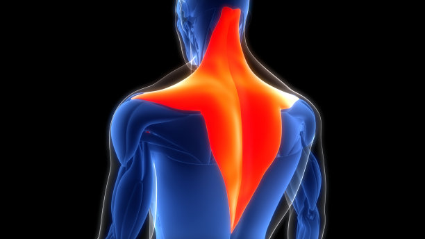 人体肌肉系统躯干肌肉斜方肌解剖图片下载