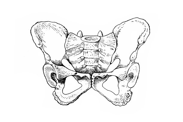 骨盆的女人图片下载