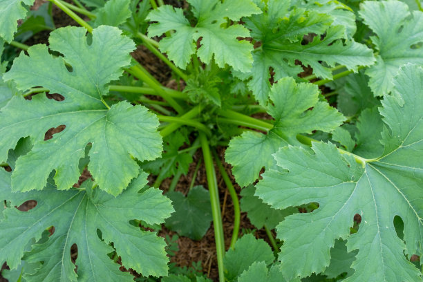祖克曼灌木生长，特写。蔬菜背景从骨髓植物与绿叶出版，海报，屏幕保护程序，壁纸，明信片，横幅，封面，邮政。高质量照片图片下载