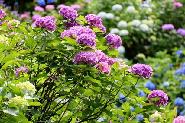 日本山绣球风景照片图片下载
