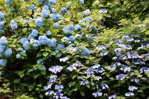 日本山绣球风景照片图片下载