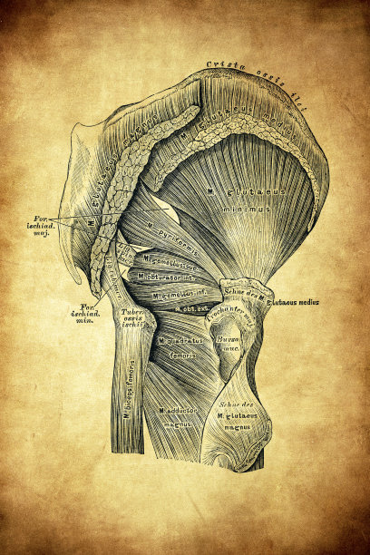 臀部的外部肌肉图片下载
