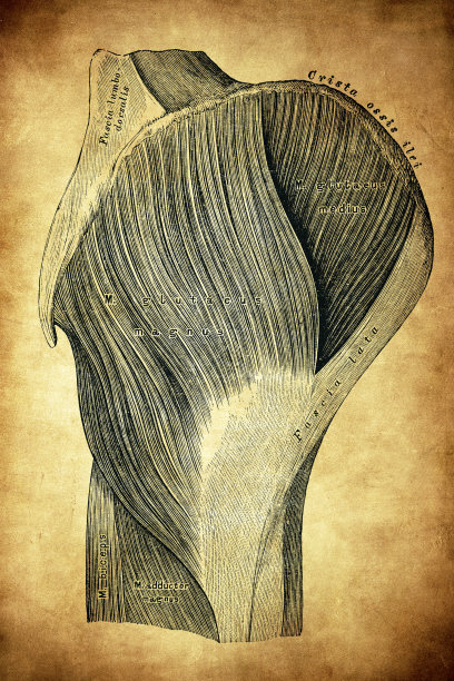 臀部的外部肌肉图片下载