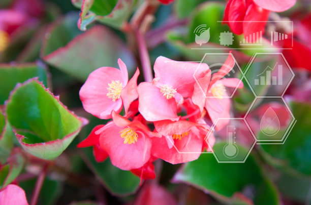 智慧农业概念，信息图花园采用高精度智能技术辅助其工作。以及管理技术。图片下载