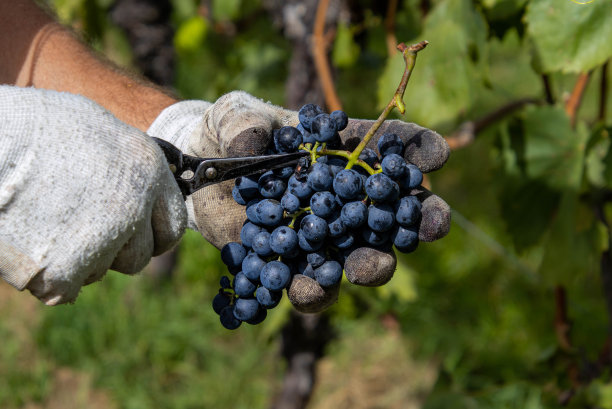 农场工人手工采摘有机“拉格林”葡萄，这是一种原产于意大利南蒂罗尔的红葡萄酒品种图片下载