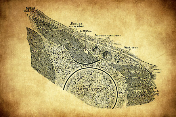 从大腿的韧带处切开图片下载