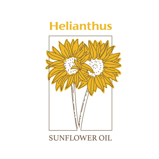 矢量手绘向日葵油植物插图。图片下载