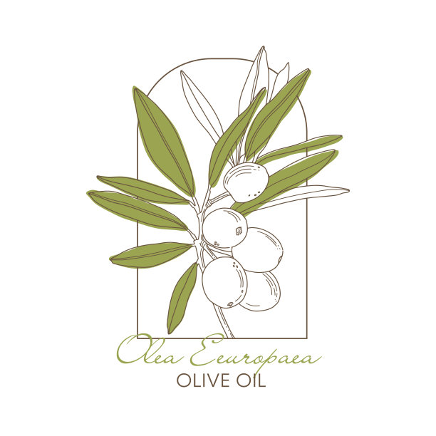 矢量手绘橄榄油植物插图。图片下载