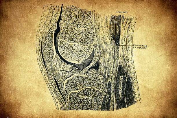 膝关节矢状面切面图片下载