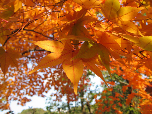 秋叶的叶子特写[京都秋天]图片下载